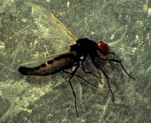 Réf. 267 152 : Dilophus bispinosus